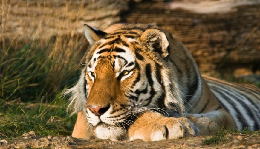Roaming with the Wild: My Unforgettable Wildlife Encounters in Jim Corbett