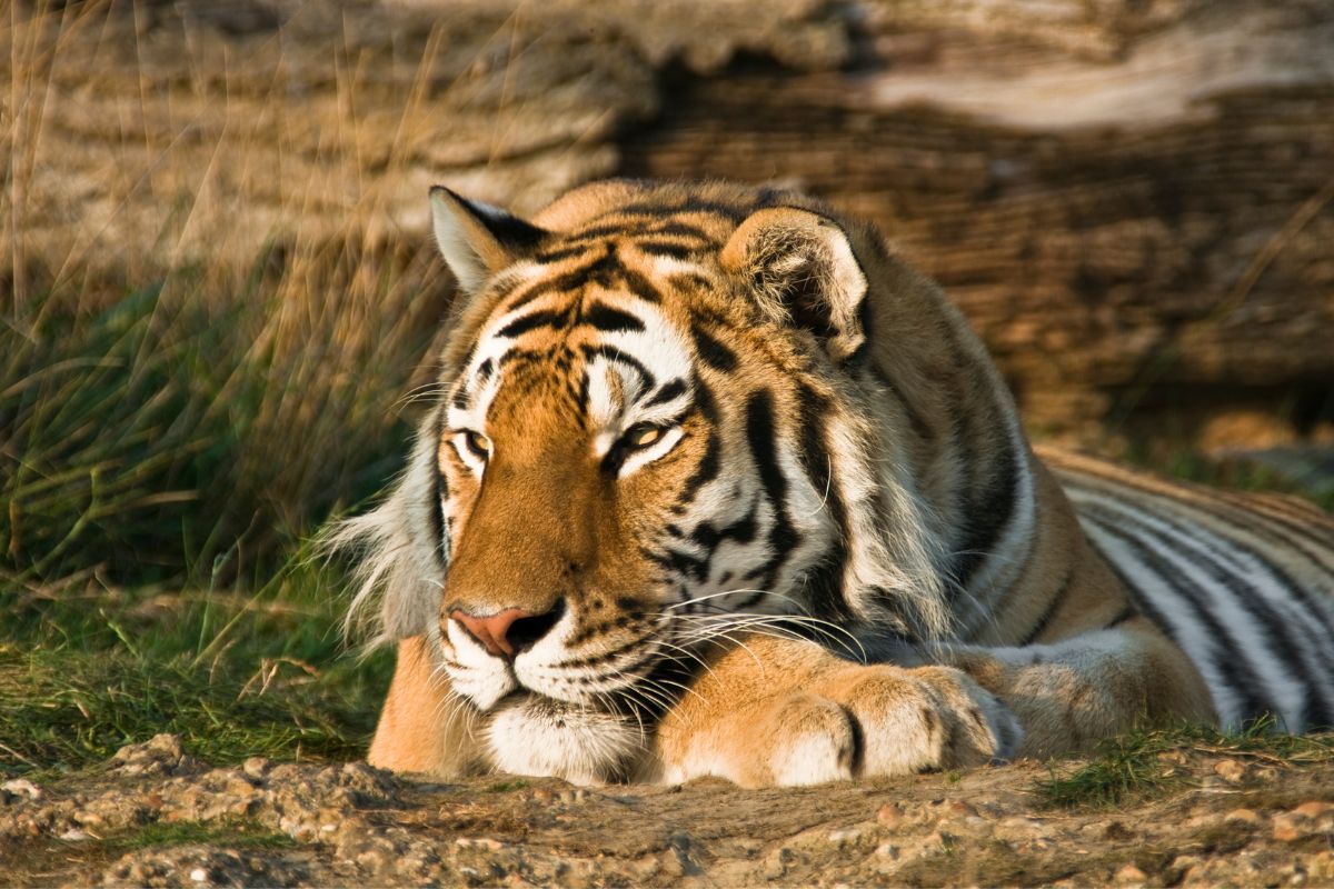 Roaming with the Wild: My Unforgettable Wildlife Encounters in Jim Corbett