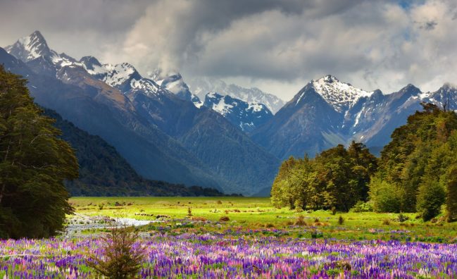 Nature’s Nook The Valley of Flowers : Serenity in Uttarakhand’s Nature Reserves