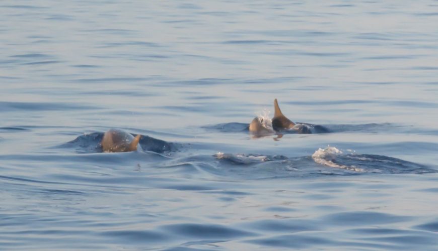 Chasing Dolphins: My Magical Experience on a Dolphin Cruise in Goa