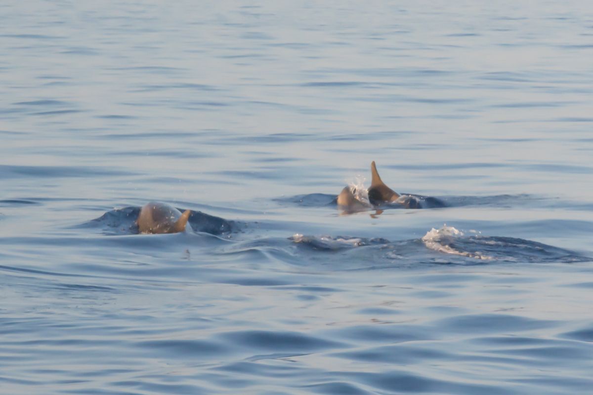 Chasing Dolphins: My Magical Experience on a Dolphin Cruise in Goa